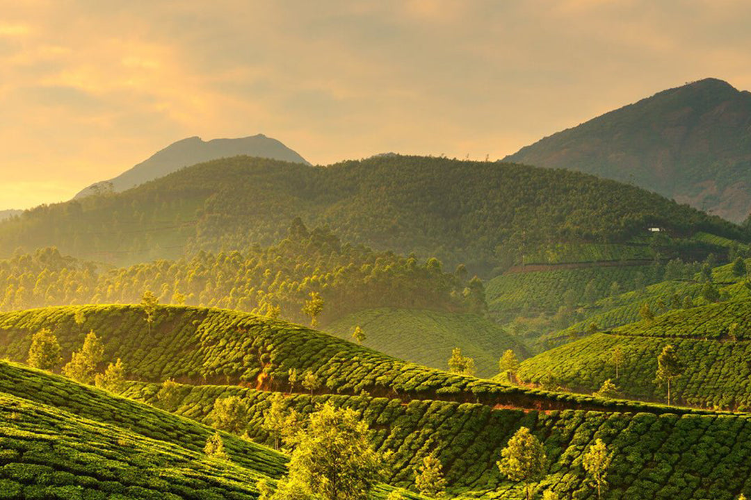 The History of Tea | Stash Tea – Stash Tea Canada